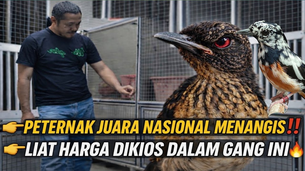 PETERNAK MURAI TRAH JUARA NASIONAL MENANGIS‼️ LIAT HARGA TROTOL DI KIOS DALAM GANG INI