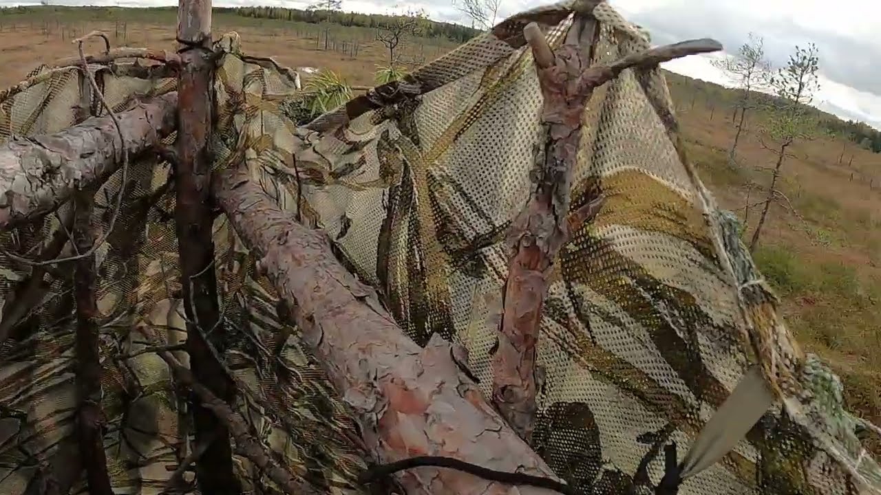 Охота на гуся в Ленинградской области. Осень 2023.