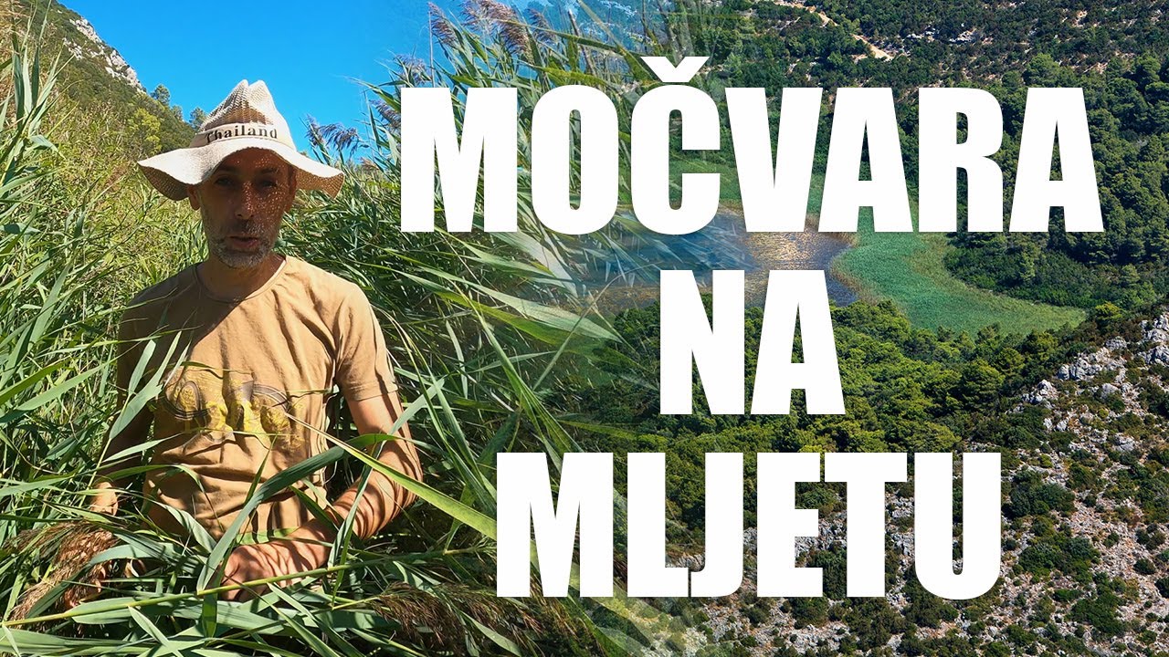 Močvara usred Mljeta