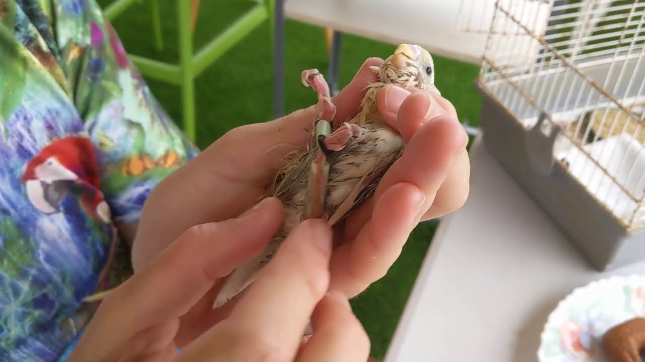 Au secours d'une perruche Handicapée