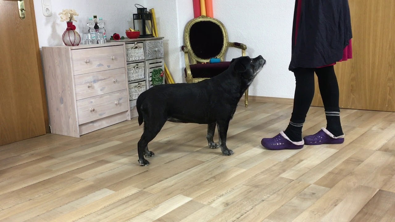5 einfache Fitness-Übungen für Hunde - Muskelaufbau und Koordination fördern