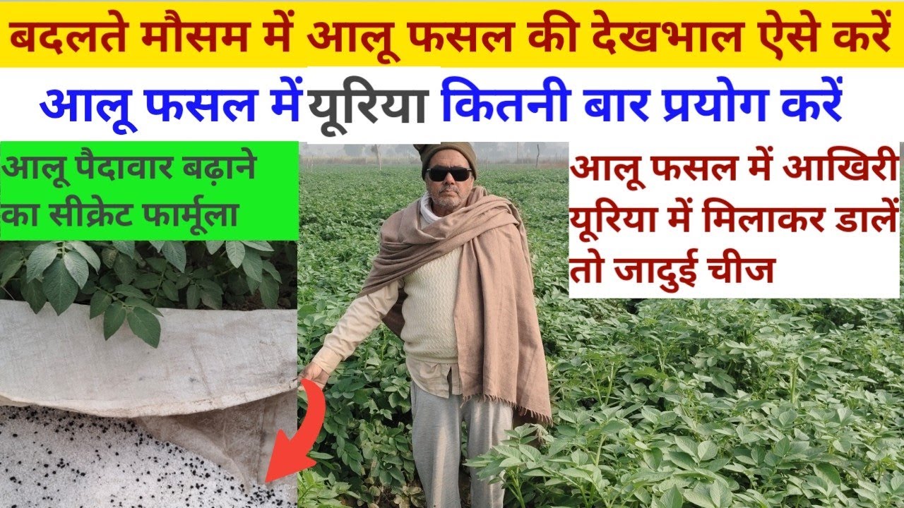 आलू पैदावार बढ़ाने का सीक्रेट फार्मूला/आलू फसल में यूरिया कितनी बार प्रयोग करें/आलू फसल में यह डालो