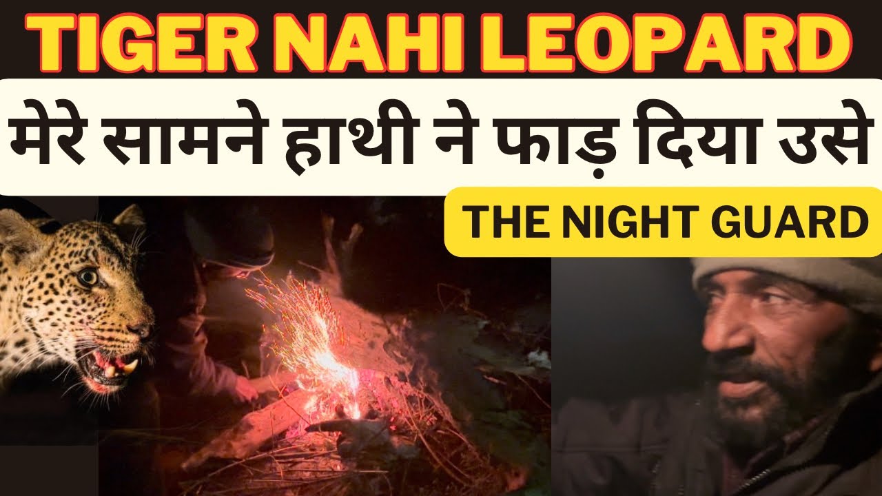 Tiger Nahi Leopard | मेरे सामने हाथी ने फाड़ दिया उसे ‼️ The Night Guard
