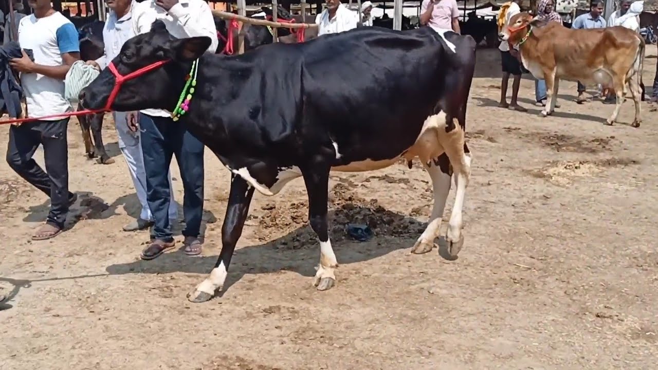 चौसा का मशहूर जर्सी गाय की मंडी | Chausa Cow Mandi| Chausa Pashu Mela| Cow Mandi in Bihar