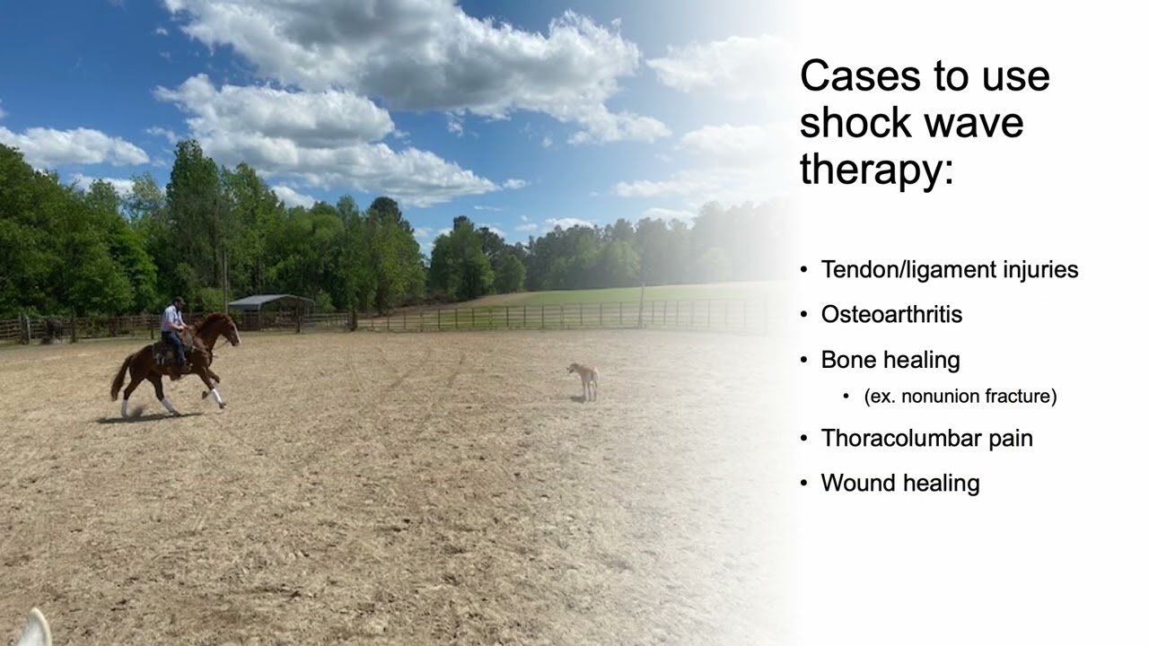 Extracorporeal shock wave therapy in equine and canine practice