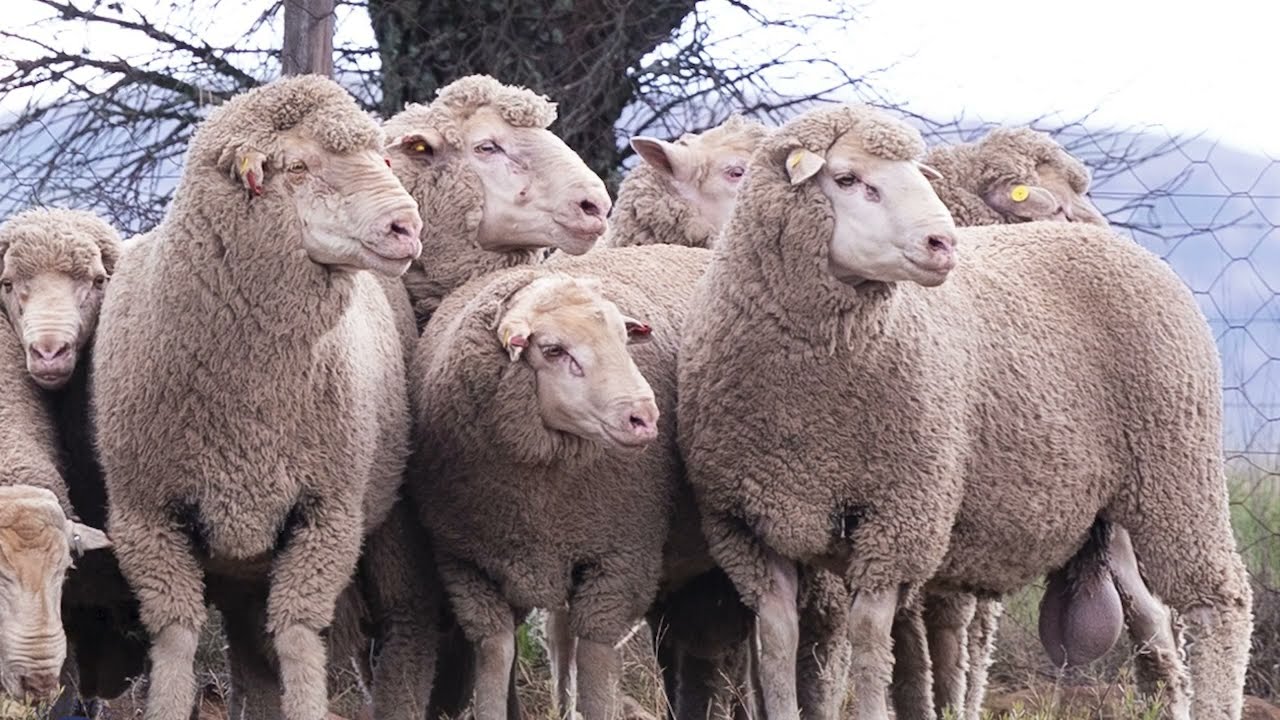 Распродажа щенков Stormberg Merino 2026