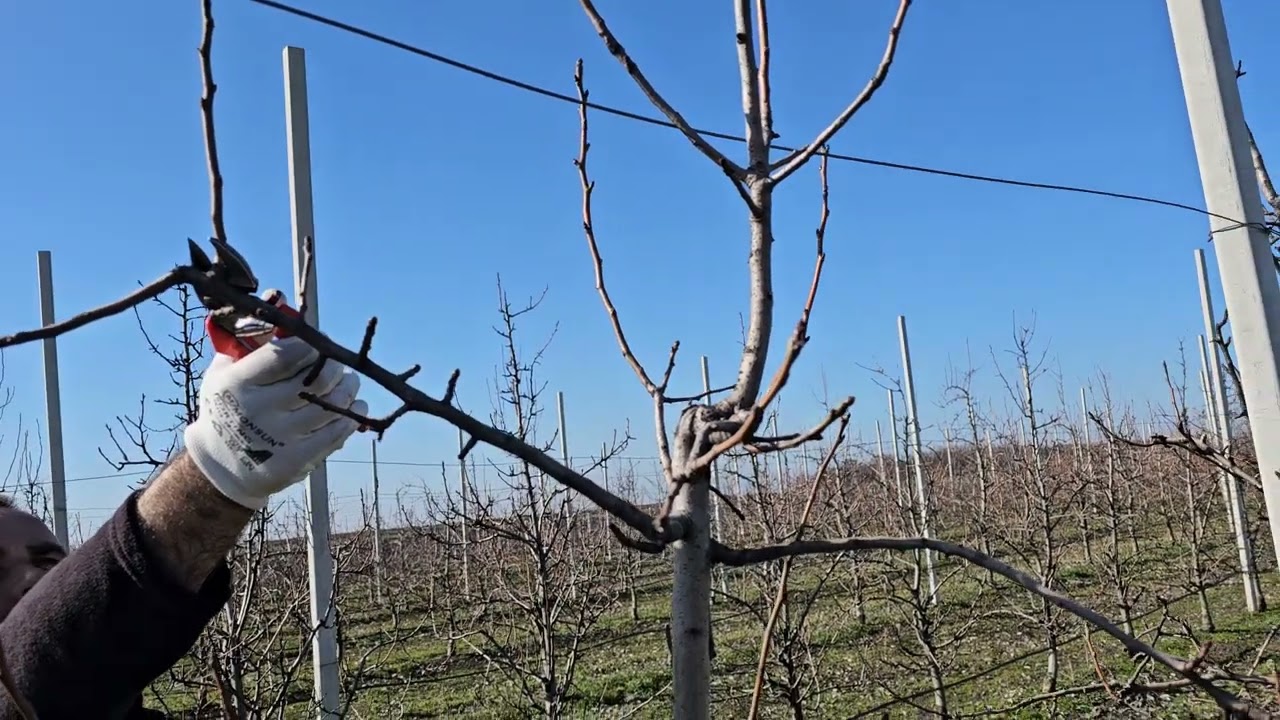 Rezidba kruške  sorta Viljamovka #pruning #agriculture #nature #agro #garden #pear