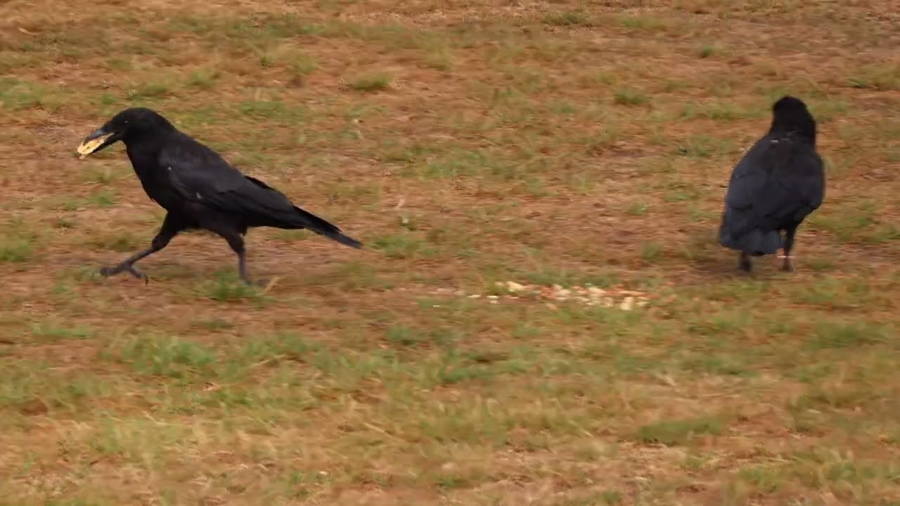 Park Crows 270825