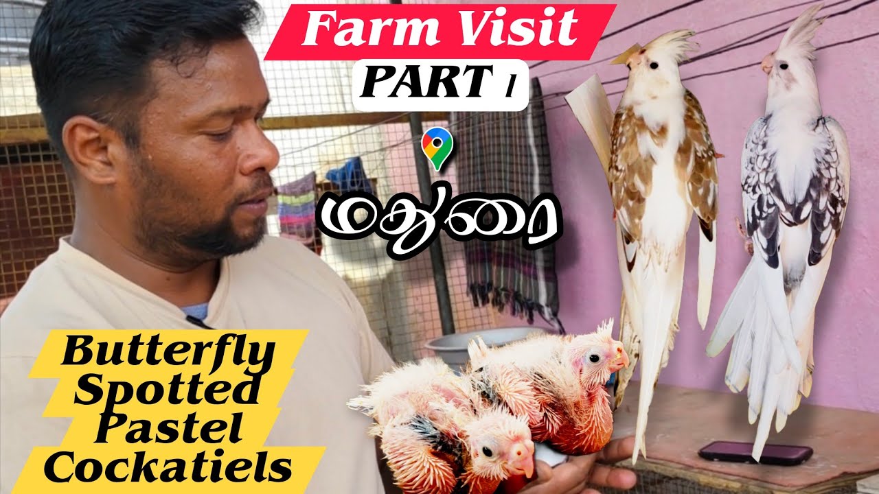 மதுரையில இப்படி ஒரு காக்டைல் Farmஆ 🤩🤩BUTTERFLY COCKATIEL SECRETS ♨️ PART 1 || PETZZZ TAMIZHA 