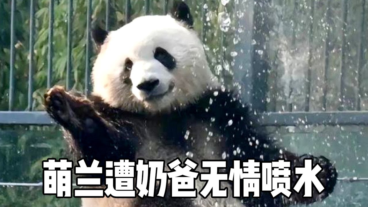 萌兰对奶爸实施挑衅，结果遭无情喷水，张牙舞爪的样子太好笑了【大橙子数据】