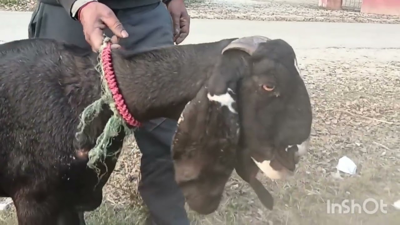 रियासत खान ने 2-2 बच्चों वाली टॉप ब्लड लाइन female खरीदी करो चेक 9592001533 