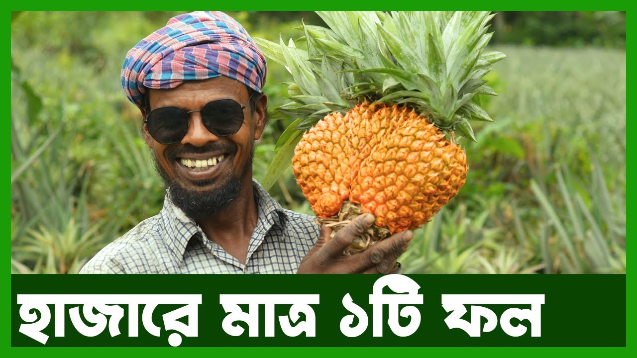 মধুপুরের আনারসের গোপন কথা | Agro News Bangla