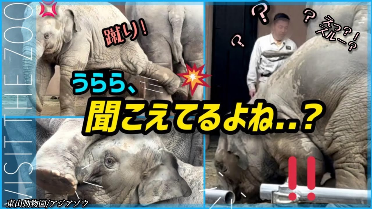  蹴り炸裂！どうしたうらら？！指示スルーの子ゾウに呆れる飼育員さん #東山動物園 #うらら #ゾウ