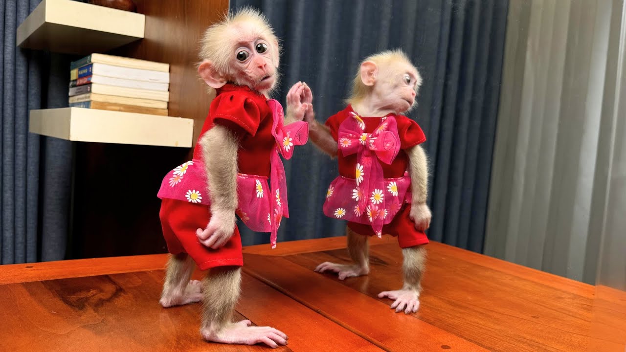 So Cute ! Monkey Kyo tricks Dad into wearing many new dresses to show off in the mirror