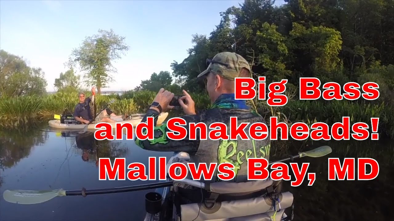 Mallows Bay, MD - Big Bass and Snakeheads!