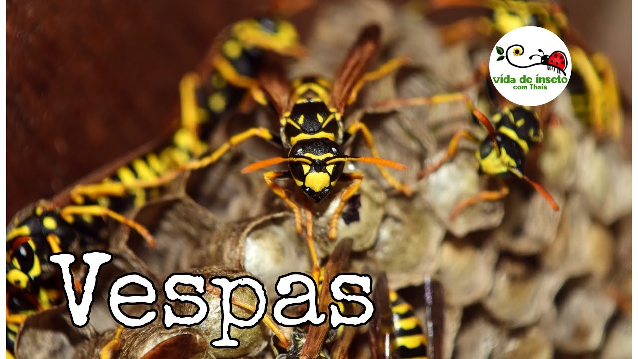 Vespas | Vida de Inseto com Thais