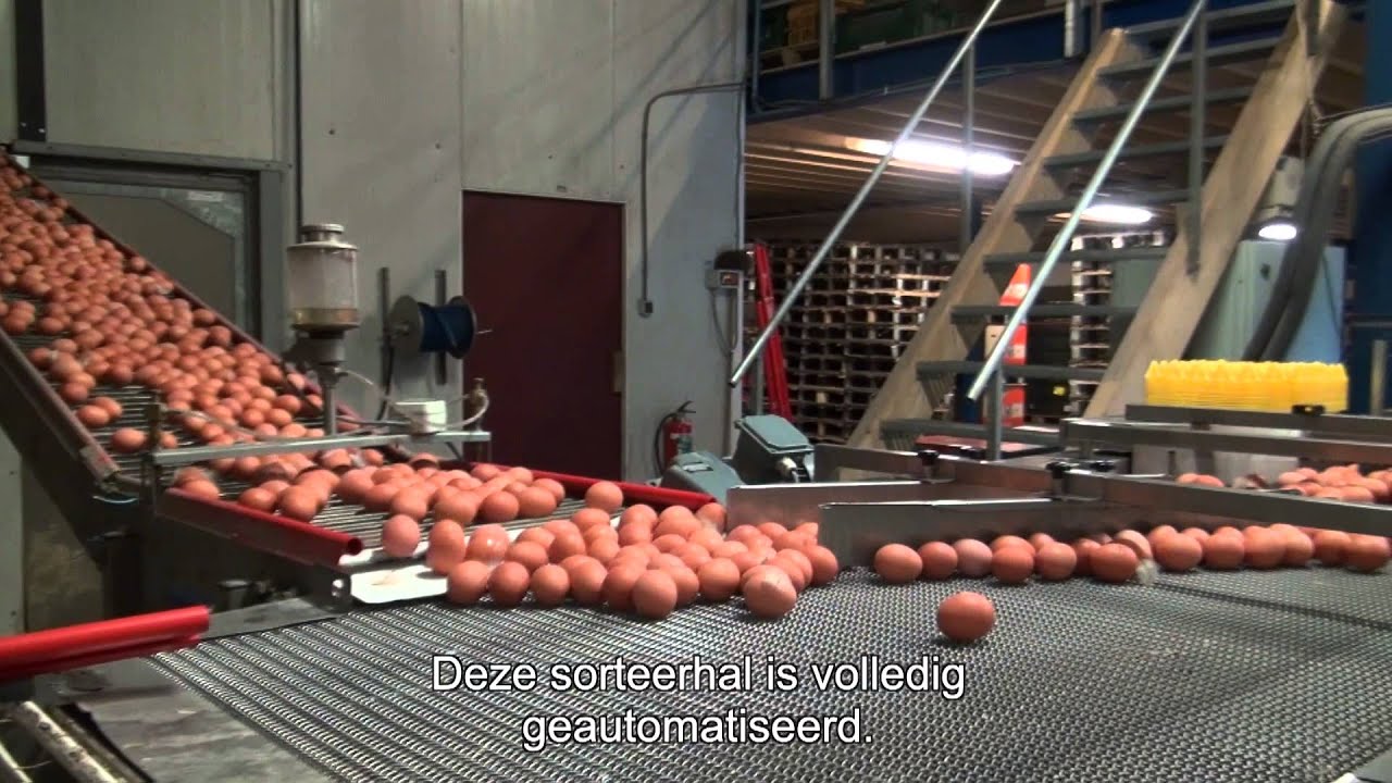 Wegdam Eieren