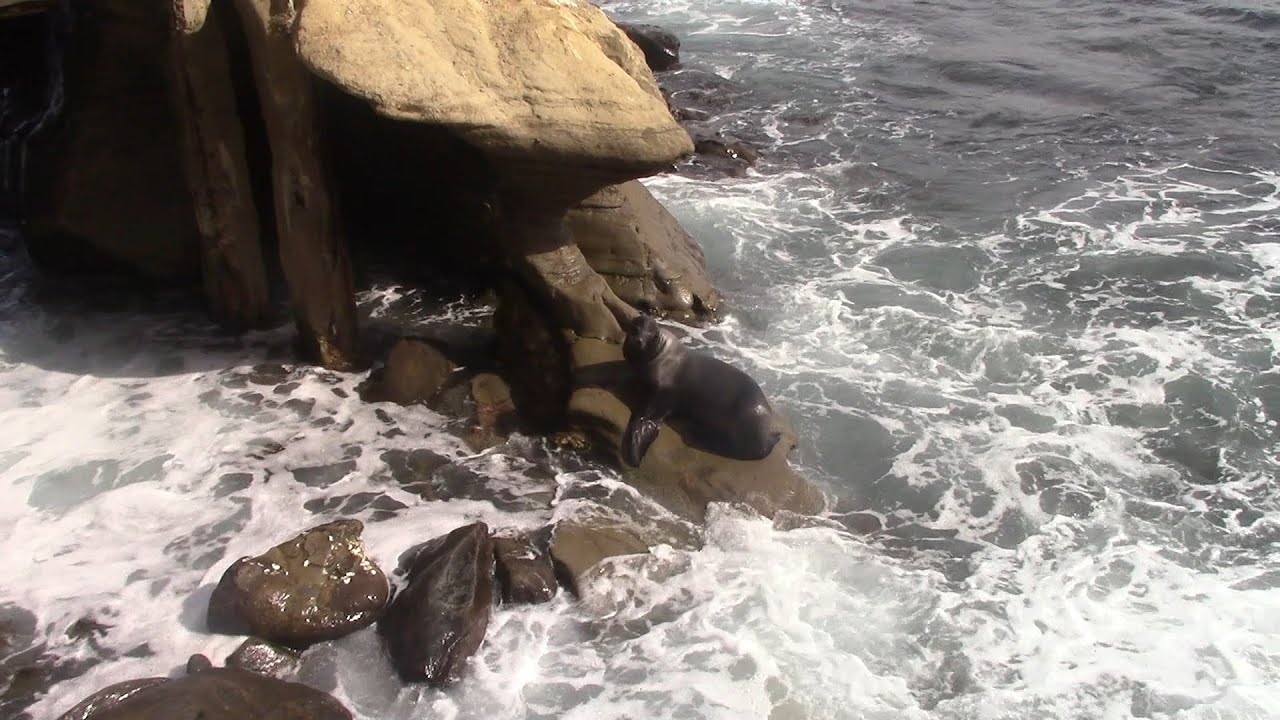 Bord de la mer au sud de la Californie