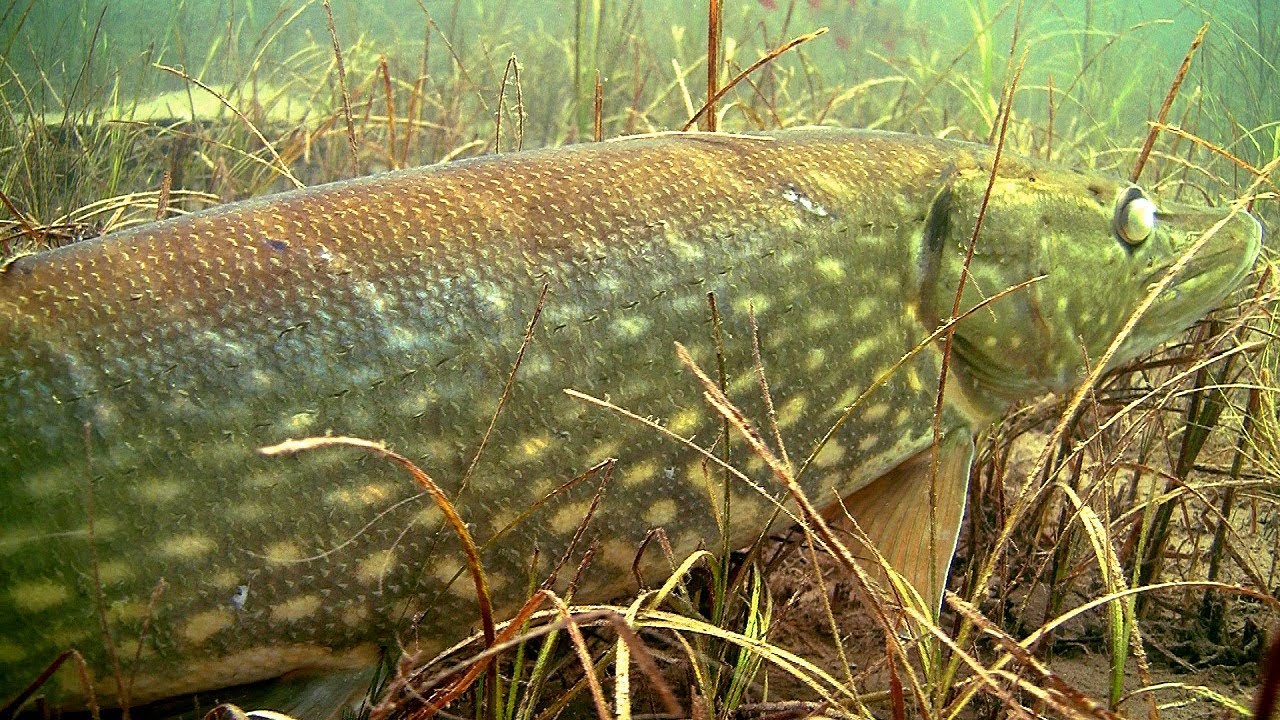 Fishing: a huge monster pike underwater. Рыбалка: щука монстр, подводная съёмка. Muskie snoek gädda.