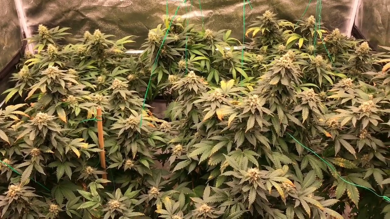 Monster crop clones- 6th week of flowering