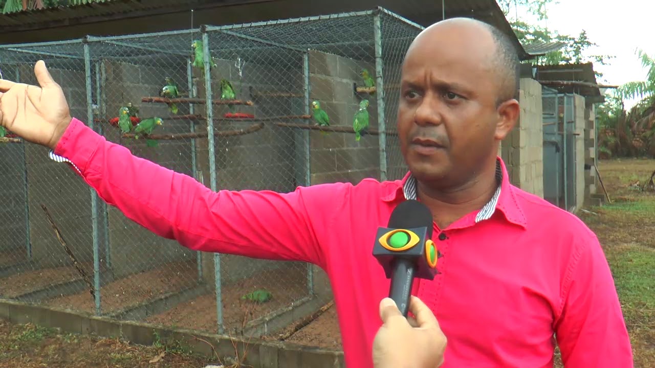 Viveiro de Aves em Altamira.