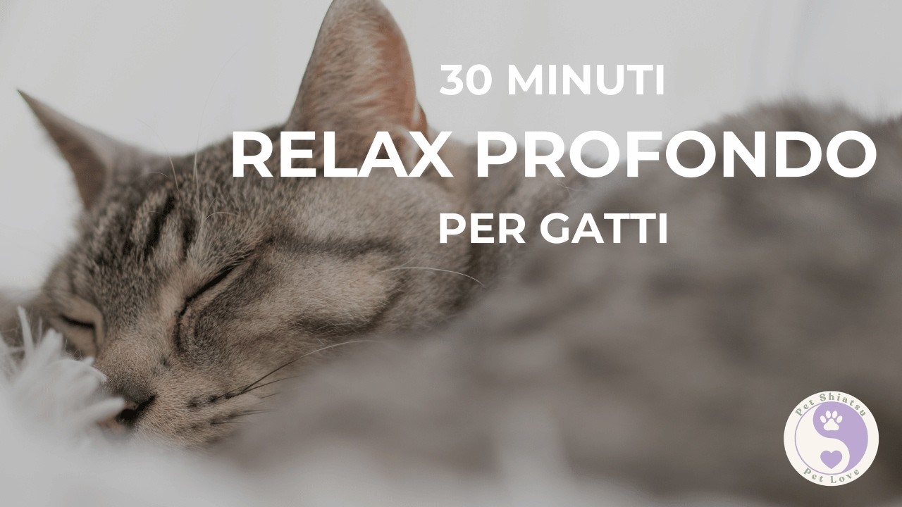 30 Minuti Relax Profondo per Gatti 🐱 | Musica Calmante per il Benessere del Tuo Gatto