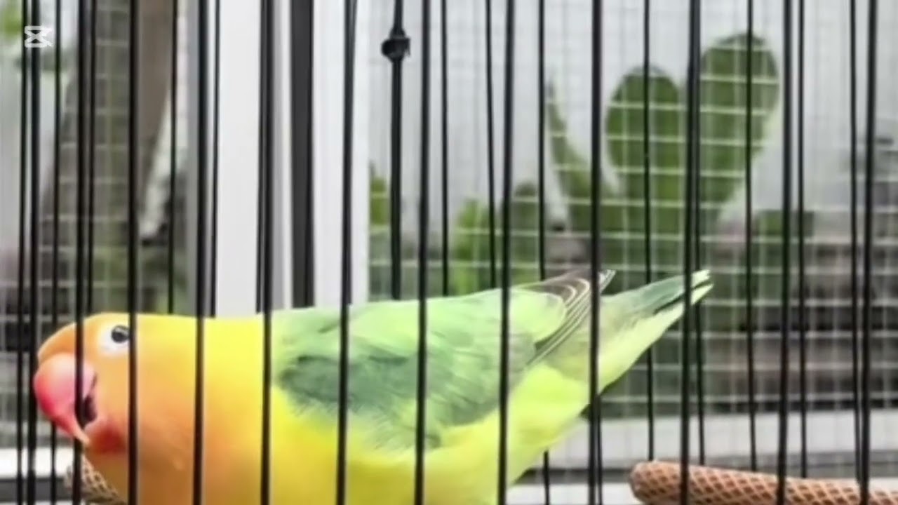 Lovebird ngekek panjang dengan variasi isian terbaik dan tembakan mewah 5 februari 2026