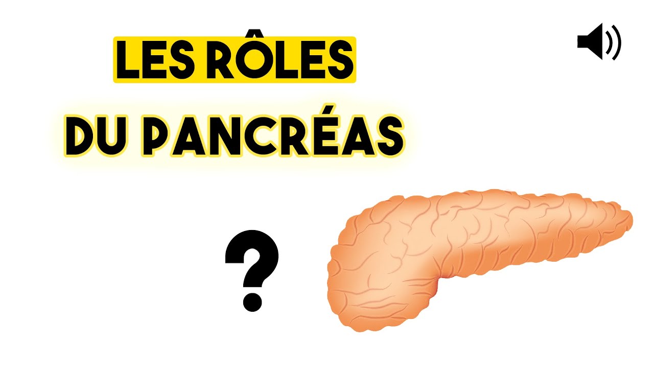 LE PANCRÉAS - Anatomie et Physiologie