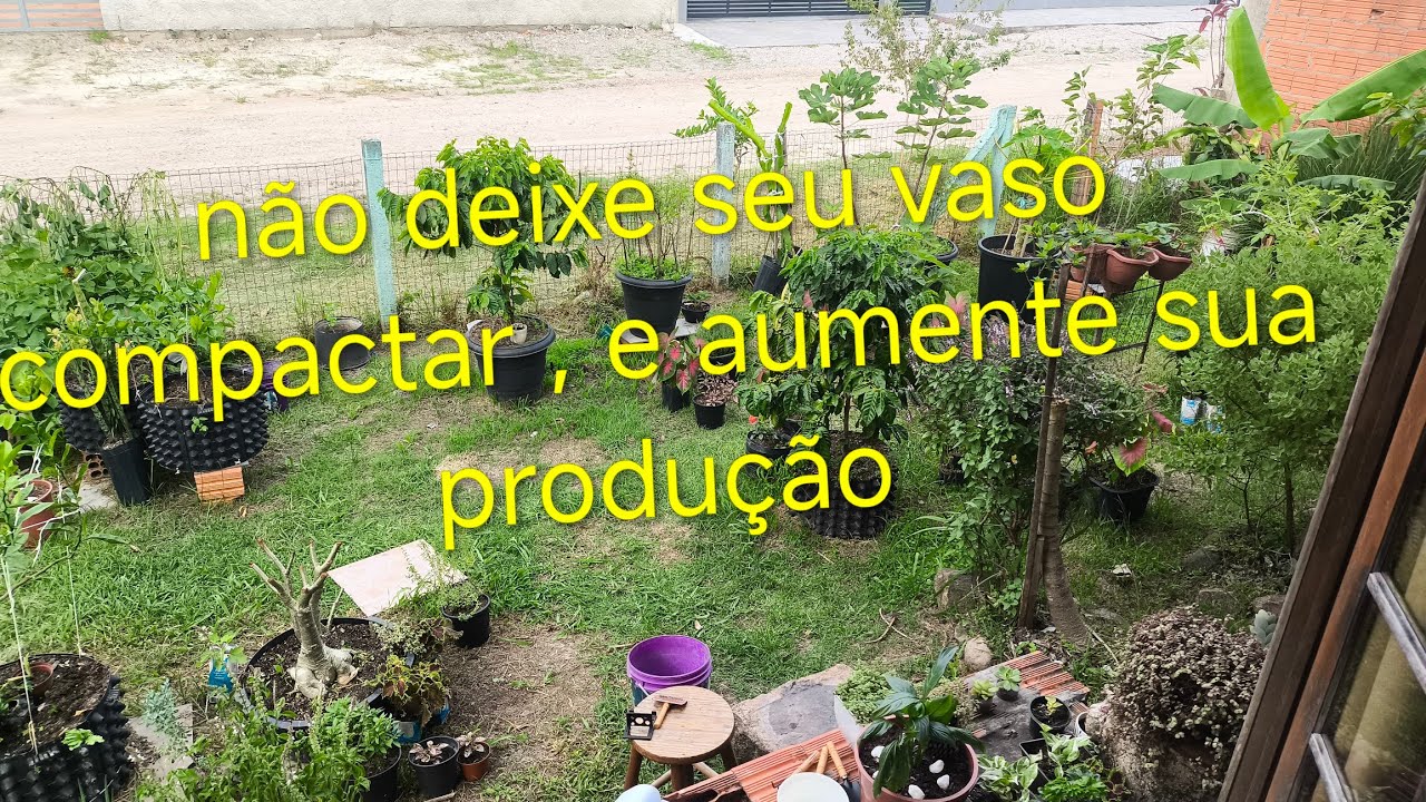 Não deixe seu solo se compactar 2°vídeo da série sobre frutíferas em vasos #jardim #frutas #jardim 