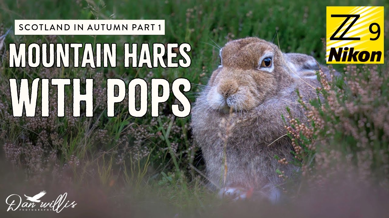 Scottish Autumn Adventure - Pt 1 - Mountain Hare with Pops