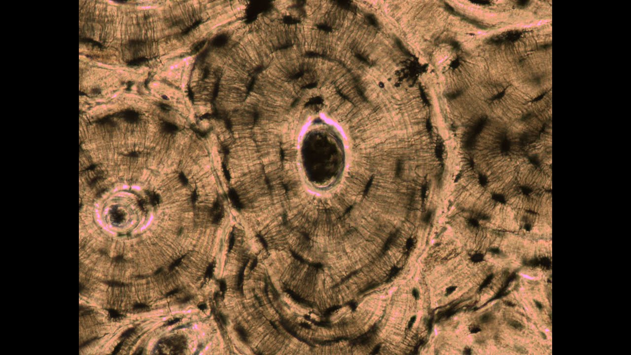 Lab 1.5 - Structures of Compact Bone (Microscope)