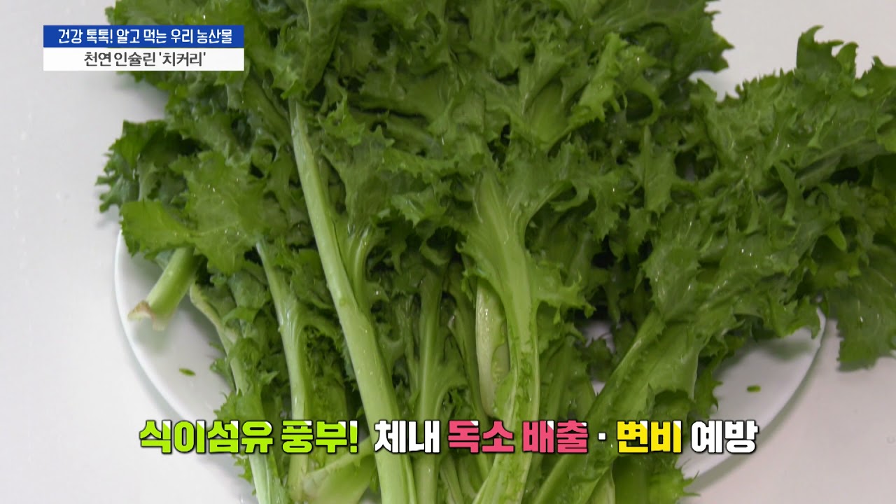 [건강 톡톡! 알고 먹는 우리 농산물] 천연 인슐린 '치커리'