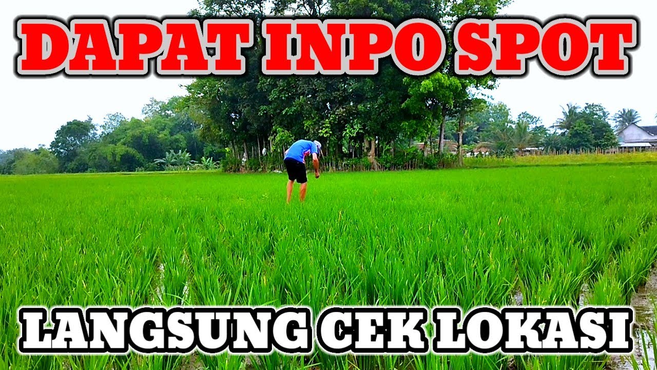 MANCING DI SAWAH || dapat inpo spot belut lokasi darungan gambiran Banyuwangi