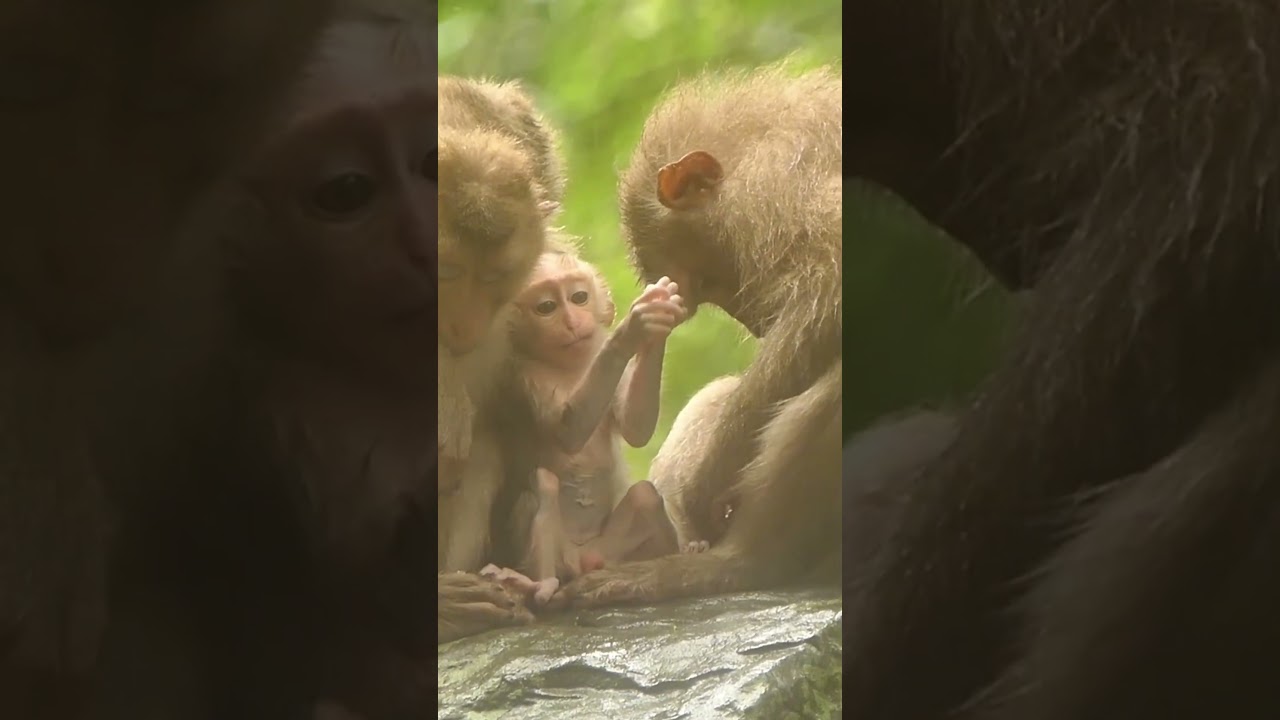 16-09-24 #babymonkeylucas  #monkey #monkeys #lovelybabymonkey #adorablebabymonkey #monkeywildlife