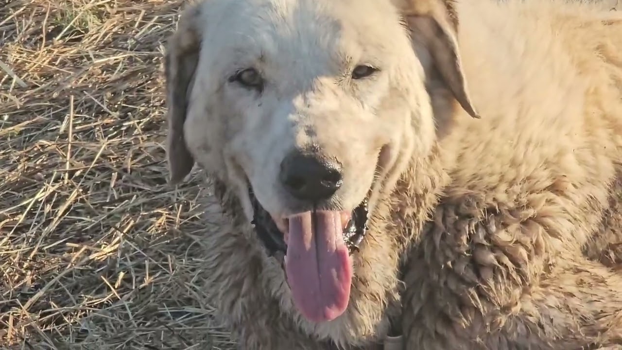 Qué buen perro Macario. ¡Qué mayor está! 😍👍