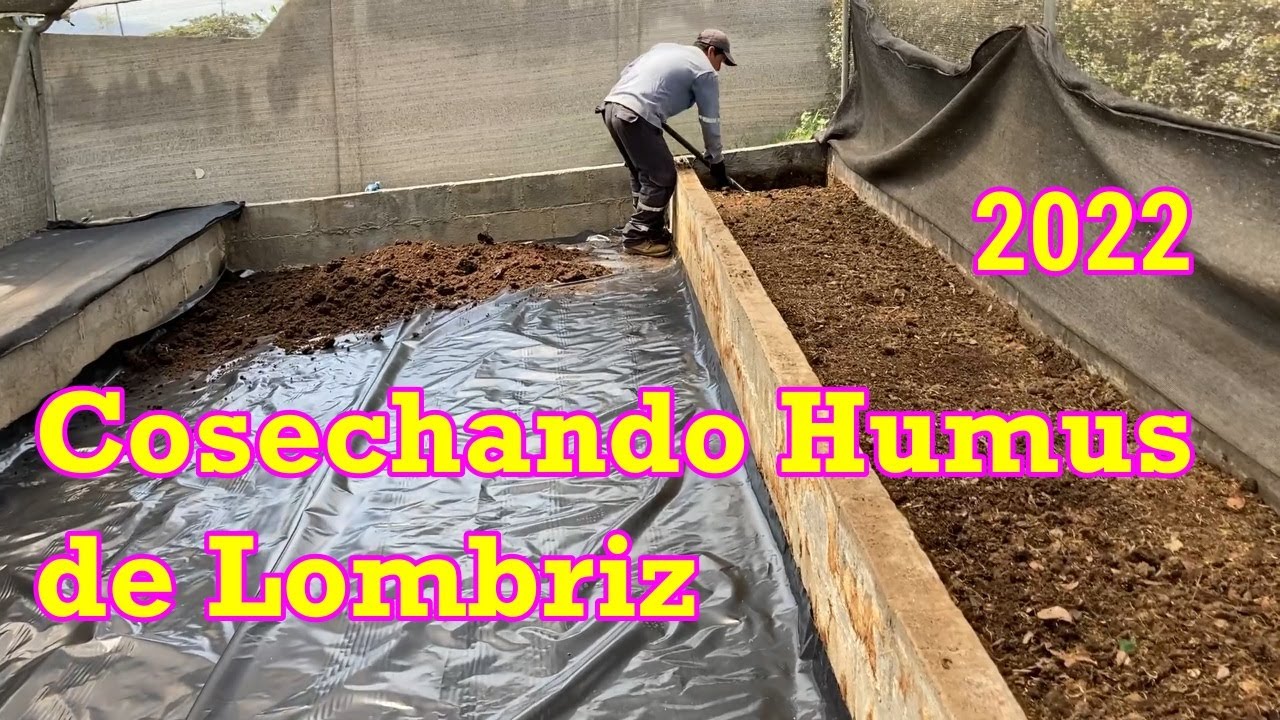 Cosechando Humus de Lombriz. Año 2022 (32) #lombrices