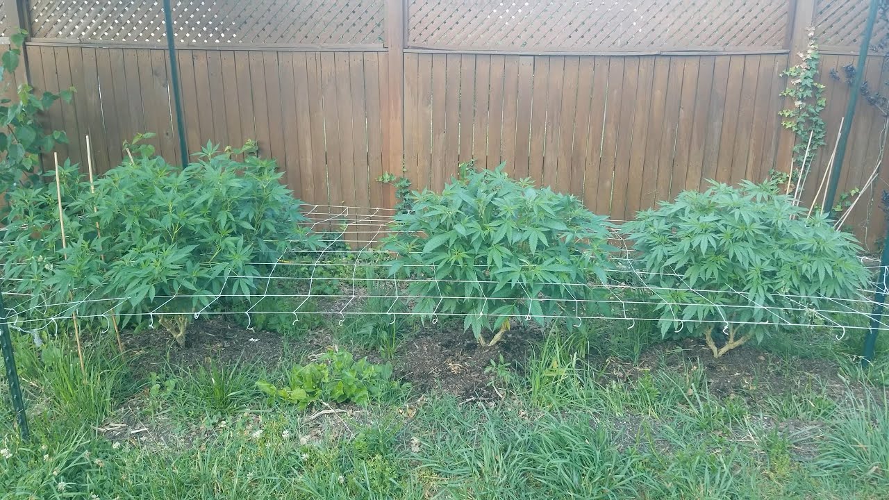 2021 Outdoor Cannabis Garden Tour | Garden Update [#07] - June 4
