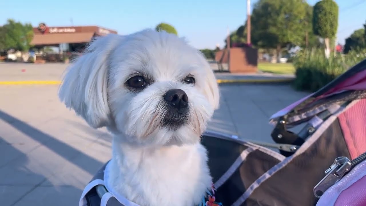 We cried when we saw this videoof our Maltese puppy 🥰 🐶