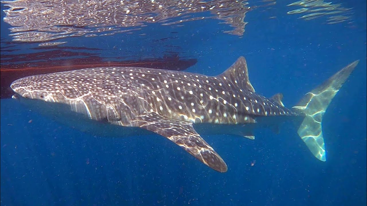 Saleh Bay Whalesharks