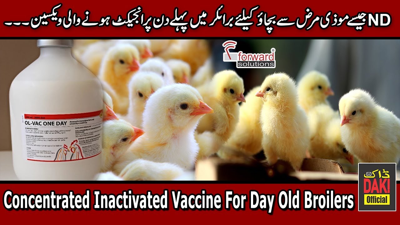 ND Killed Vaccine in Poultry | Dr.Umer | Jaweria Asghar