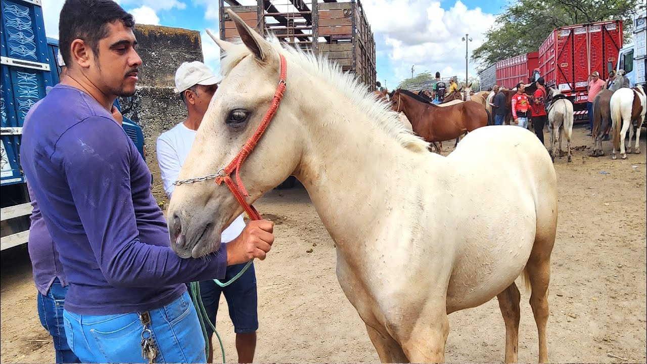 FEIRA DE CAVALOS EM CARUARU-PE  11-11-2025 #nordeste