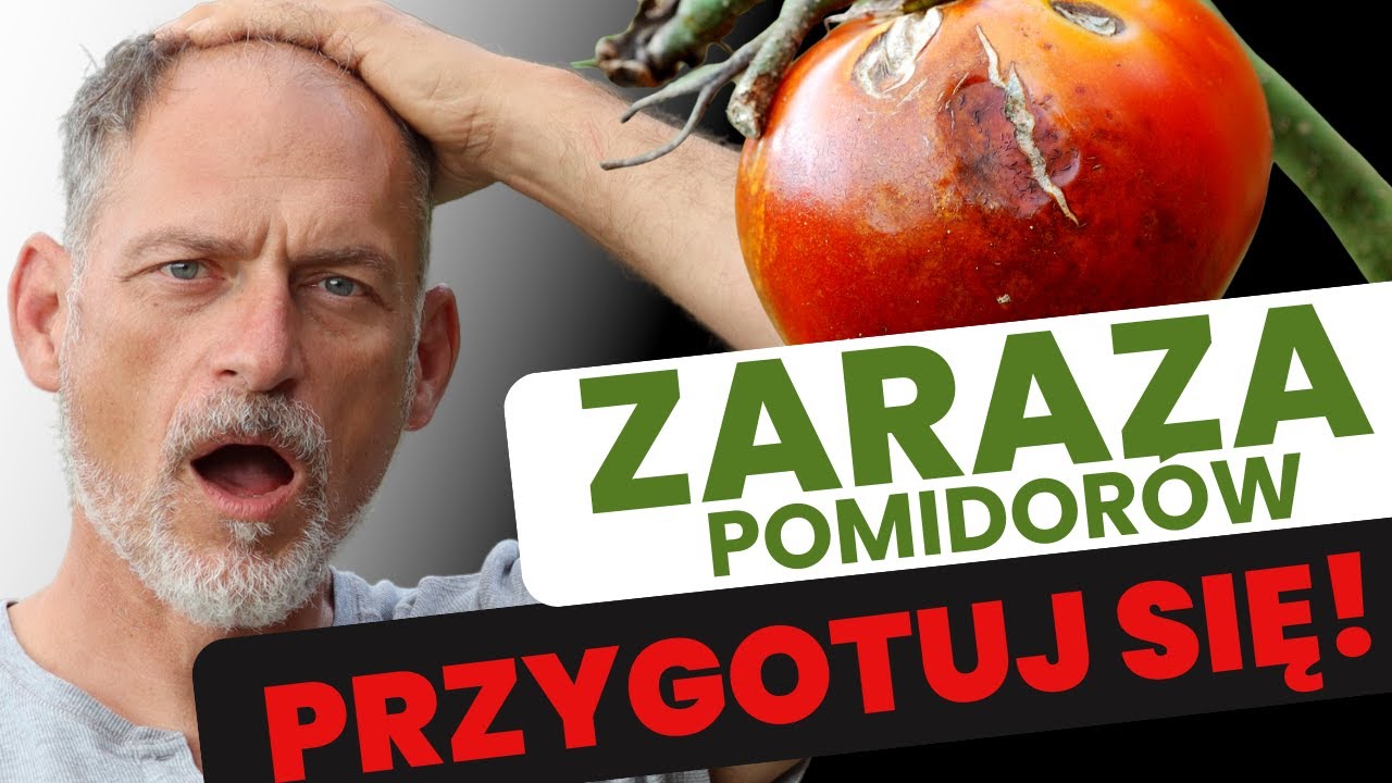 🛡 Zabezpiecz SKUTECZNIE pomidory (13 sposobów na ZARAZĘ ziemniaczaną) 🍅