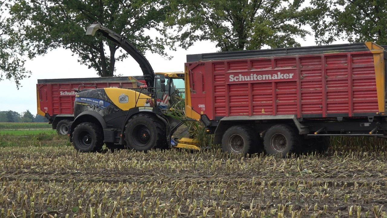 Mais hakselen in Vriezenveen door Oude Lashof met New Holland FR550 60th Anniversary Edition (2025)