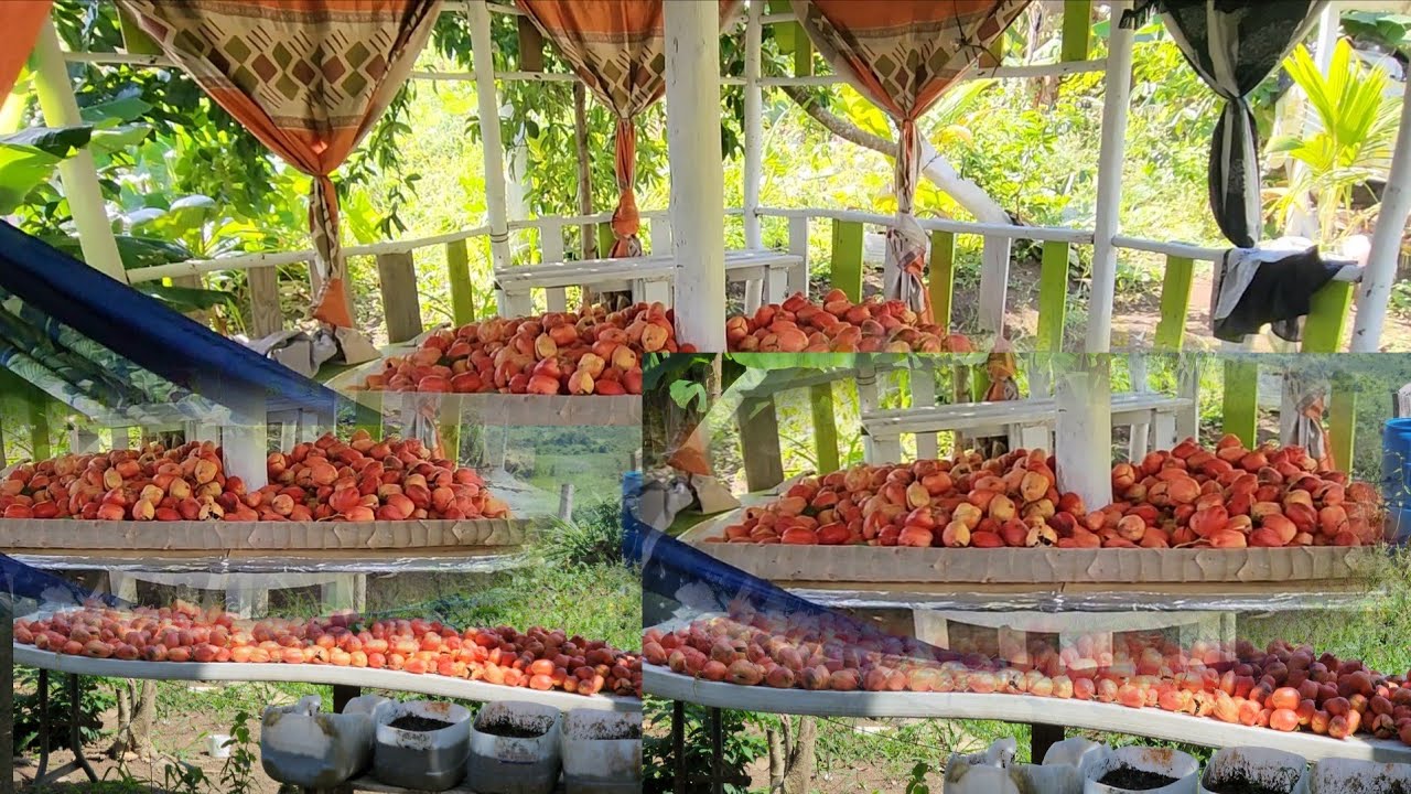 Ackee fi days hope everyone one get who ask me for Ackee 👍👍