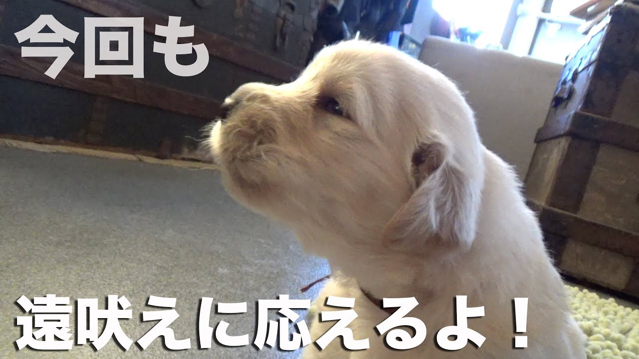 【レポート】仔犬がヨチヨチ歩くようになりました！