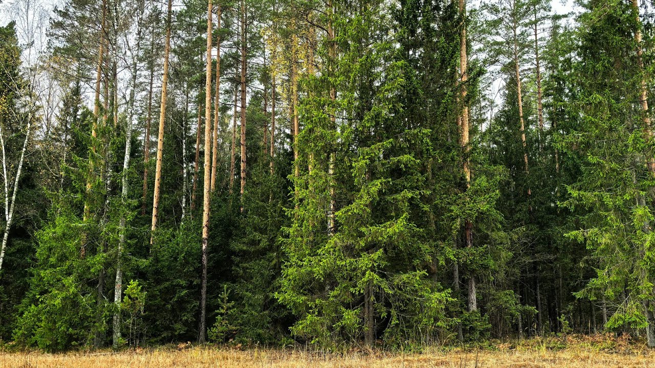Лесная прогулка. Дары леса. 1 ноября.
