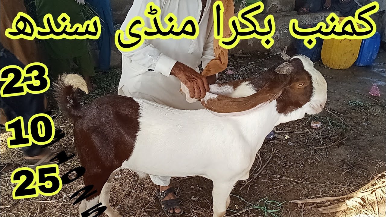Kumb Bakra Mandi #2025 Karachi#qurbanvlogs #animals #eiduladha2025#lahore #islamicvideos 