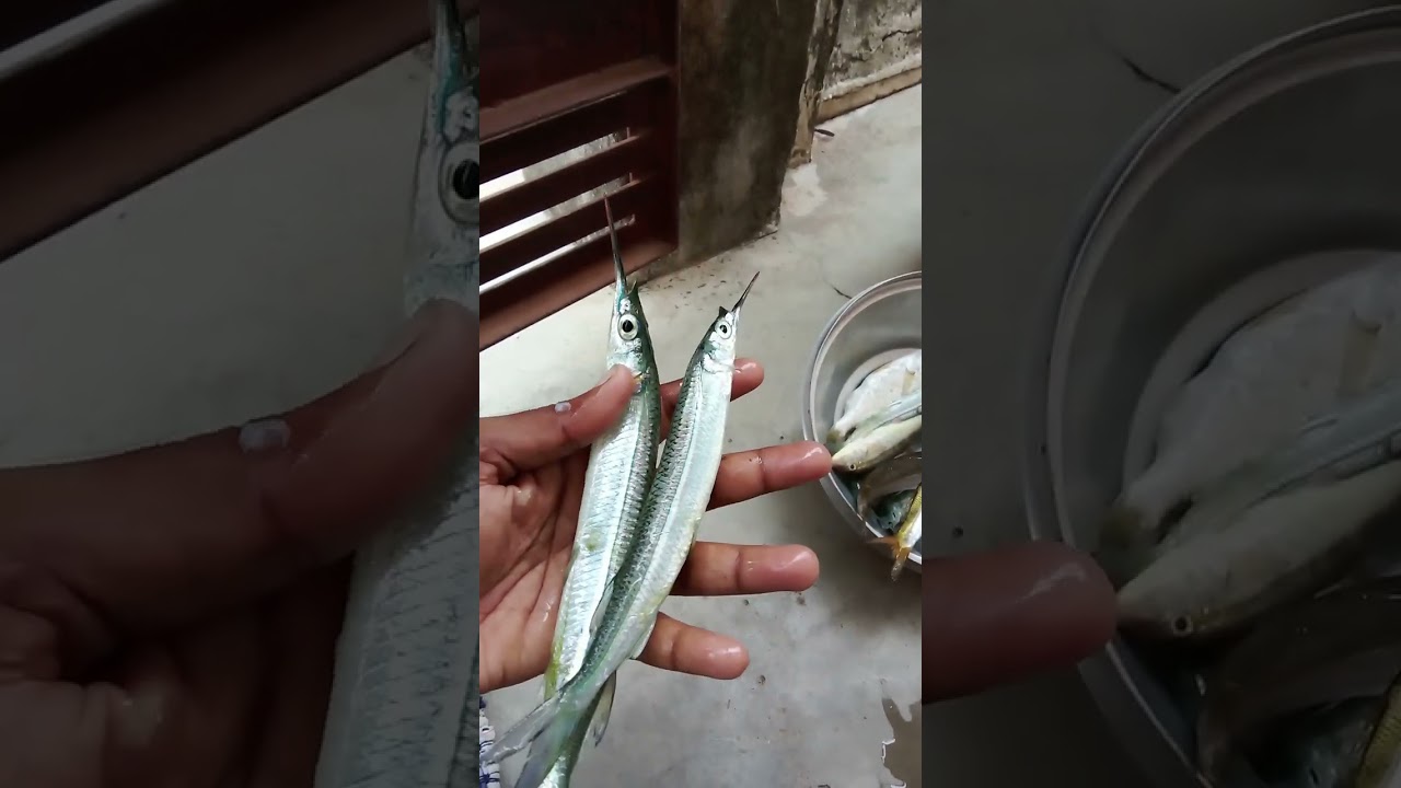 #fishing mural meen #sortsvideo #youtubeshorts