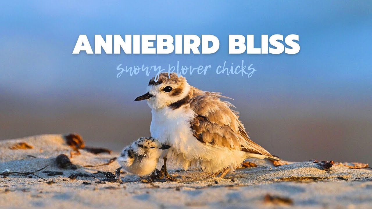 Teeny-Tiny Snowy Plovers on Beach