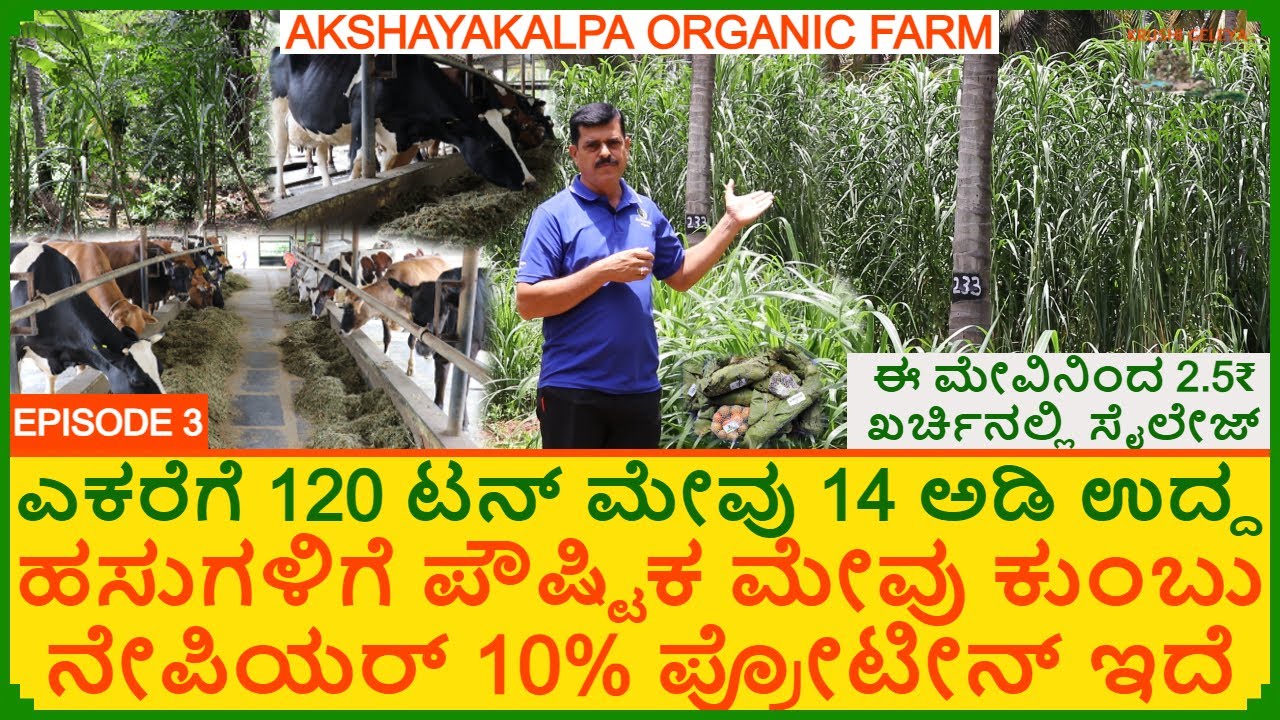 ಹಸುಗಳಿಗೆ ಈ ಮೇವು ಆರೋಗ್ಯ ಹಾಗೂ ಪೌಷ್ಟಿಕ ಮೇವು ಕುಂಬು ನೇಪಿಯರ್ 10% ಪ್ರೋಟೀನ್ 2.5₹/kg ಸೈಲೇಜ್ | Cumbu Napier